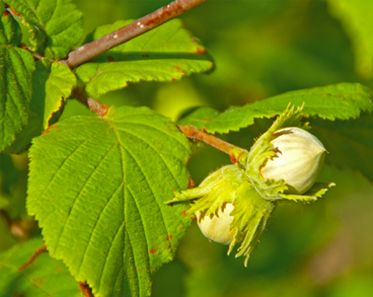 Nocciolo ghiffoni