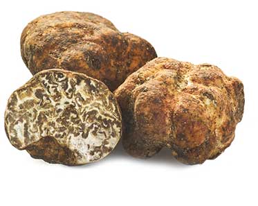 TARTUFO BIANCHETTO O MARZUOLO