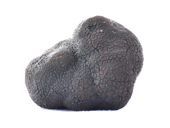 TARTUFO MACROSPORUM 2